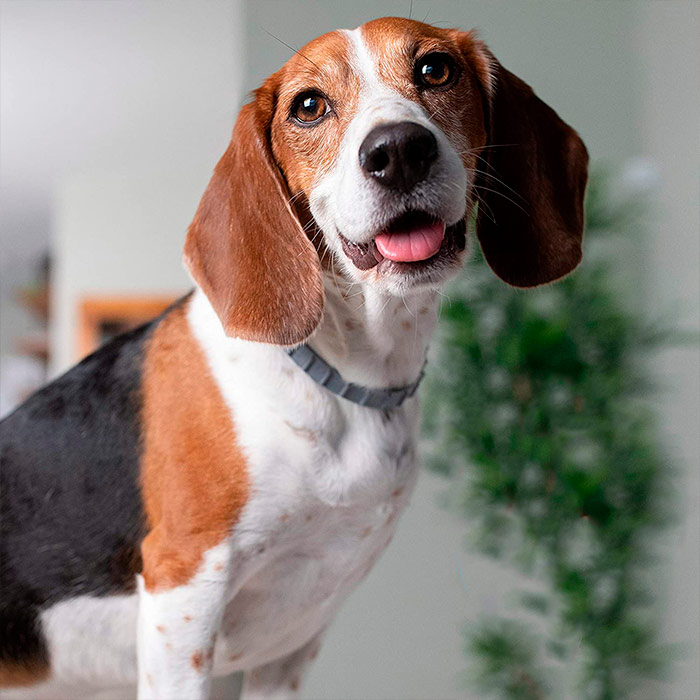 AnimalProtect, obojek proti klíšťatům a blechám pro psy - Image 5