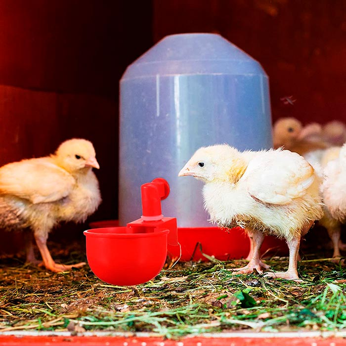 ChickenBowl, napáječka pro slepice a jinou drůbež (6 kusů) - Image 7